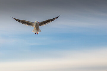 a seagull with wings stretched out