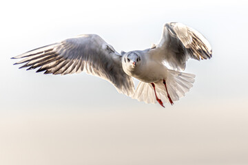 a seagull soaring in the wind