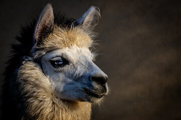 profile of an alpaca looking to the side