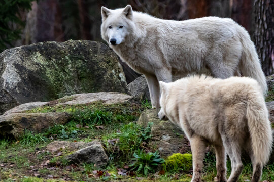 two white polar wolves out in the open