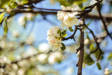 Close-up photo of apple blooming tree over background of blue sky