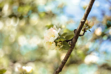 Close-up photo of apple blooming tree over background of blue sky