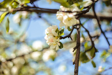 Close-up photo of apple blooming tree over background of blue sky