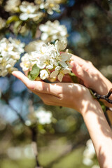 Close-up photo of woman hands touching apple blooming tree. Spa and care, natural manicure and nails