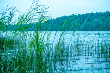 Lake reed. The lake is overgrown.
