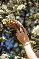 Close-up photo of woman hands touching apple blooming tree. Spa and care, natural manicure and nails