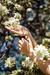 Close-up photo of woman hands touching apple blooming tree. Spa and care, natural manicure and nails