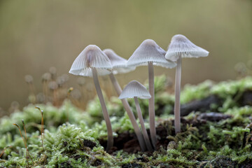 Bonnet mushroom - Mycena inclinata