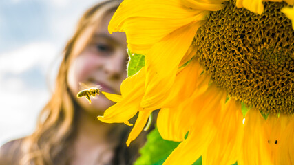 Blooming sunflower, flying bee and little girl. Flying bee to sunflower.
