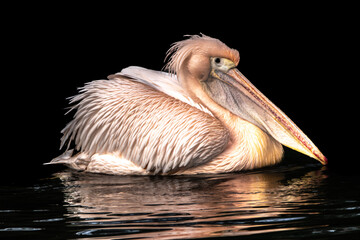 fine art photo of a pelican