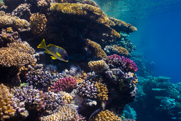 Reef in the shallow water with a Blackspotted sweetlips fish and blue water backgound