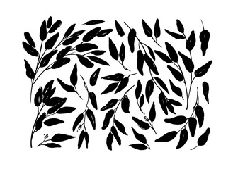 Brush branches with long leaves vector collection. Set of black silhouettes leaves and branches. Hand drawn eucalyptus foliage, herbs, tree twig. Vector ink elements isolated on white background. 