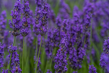 Lavender closeup on green rustic nature background. High quality photo