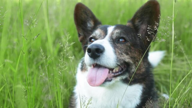 portrait of adult corgi cardigan dog outdoors on grass