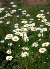 Many beautiful wild field chamomile flowers with white petals on meadow in summer day perspective view vertical closeup