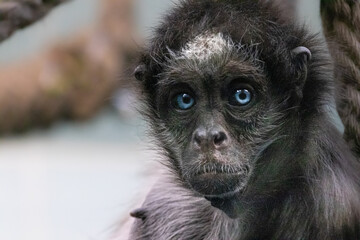 spider monkey with blue eyes