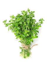 A bunch of thyme on a white isolated background. Flat lay, copy space. Seasoning.