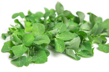 Pea microgreen on a white isolated background. Copy space. Macro shot. Proper nutrition.