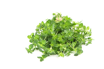 A bunch of thyme on a white isolated background. Copy space. Seasoning.