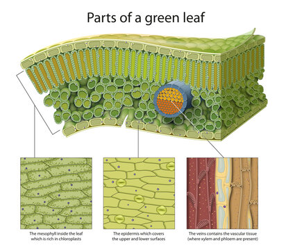 Parts of a green leaf. Epidermis, mesophyll, veins.