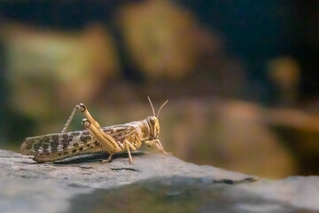 closeup view of a giant locust