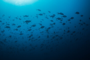 Silhouettes of a school of fish swimming in the blue water with the sun shining in from above © MWolf Images