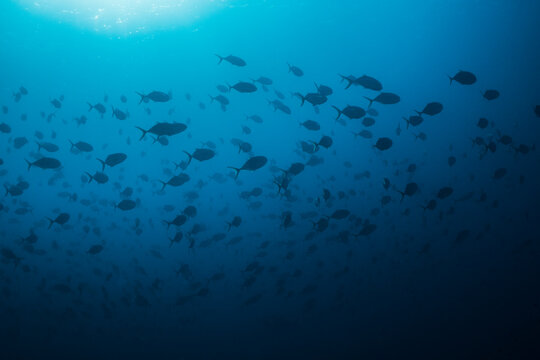 Silhouettes of a school of fish swimming in the blue water with the sun shining in from above