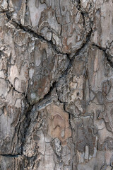 Relief texture or background of bark of Pine tree