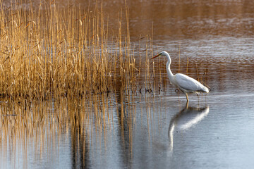 a great white egret looking for fish
