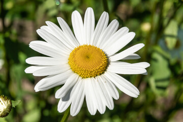 Beautiful summer daisies in flower beds in the city courtyards of Petrodvorets.