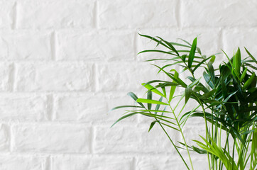 Potted plant Chamaedorea elegans near white brick wall.