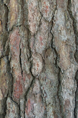 Relief texture or background of bark of Pine tree