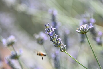 bees on lavender flowers