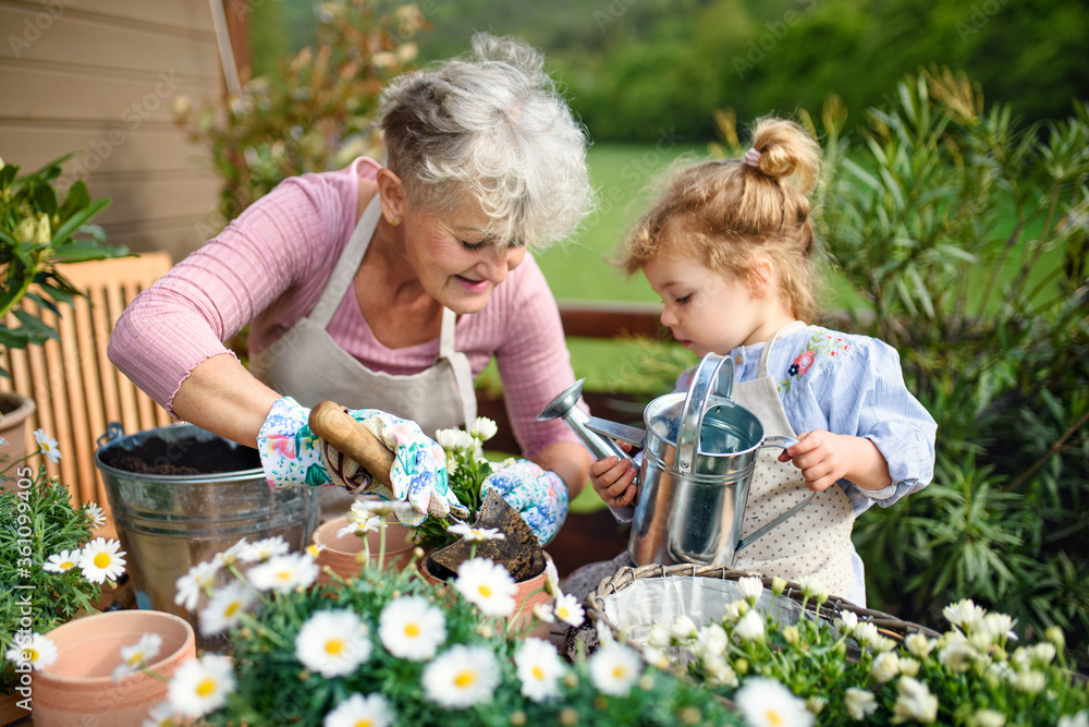 Wall mural Senior grandmother with small granddaughter gardening on balcony in summer.