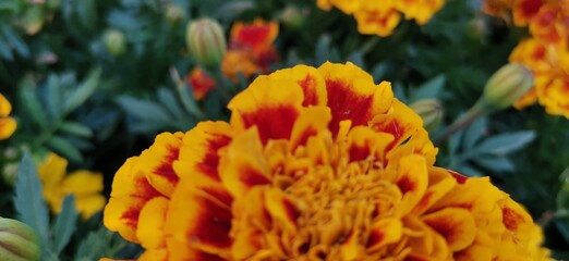 yellow flowers in the garden