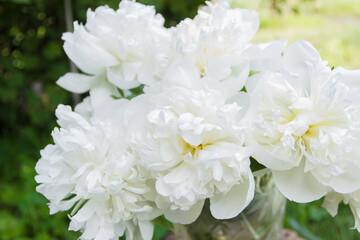 Blossom of white peony, blurred background