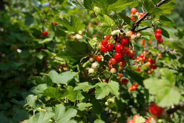 Bushes of red ripe currant, gardening concept, harvest time