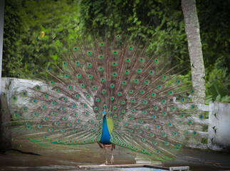 Obraz premium peacock with feathers out