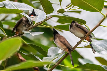 a small red-whiskered bulbul bird