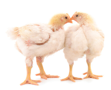 Two chicken or young broiler chickens.