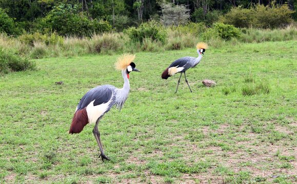 Grey Crowned  At Massai Mara