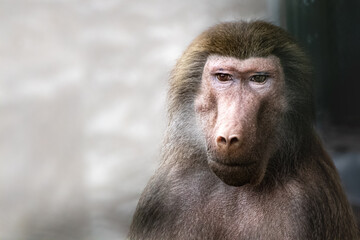 a artistic photo of a brown baboon