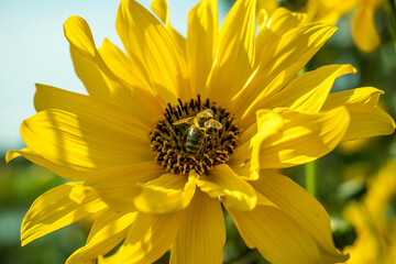 bee on flower
