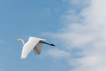 Bird flying in blue, cloudy skies