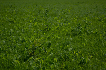 green grass texture background with copy space