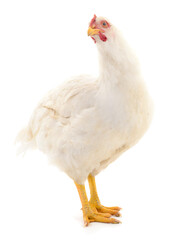 White hen isolated.