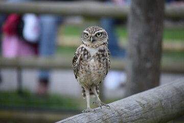 Little owl standing on a fence