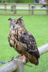 Eurasian eagle owl perched on fence