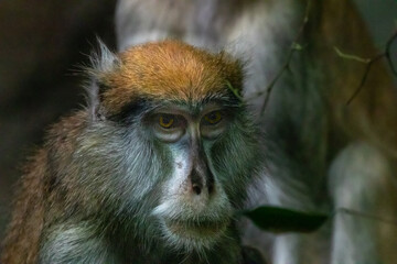 a fine art photo of a patas monkey