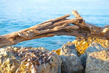 snag on the stones and sea

